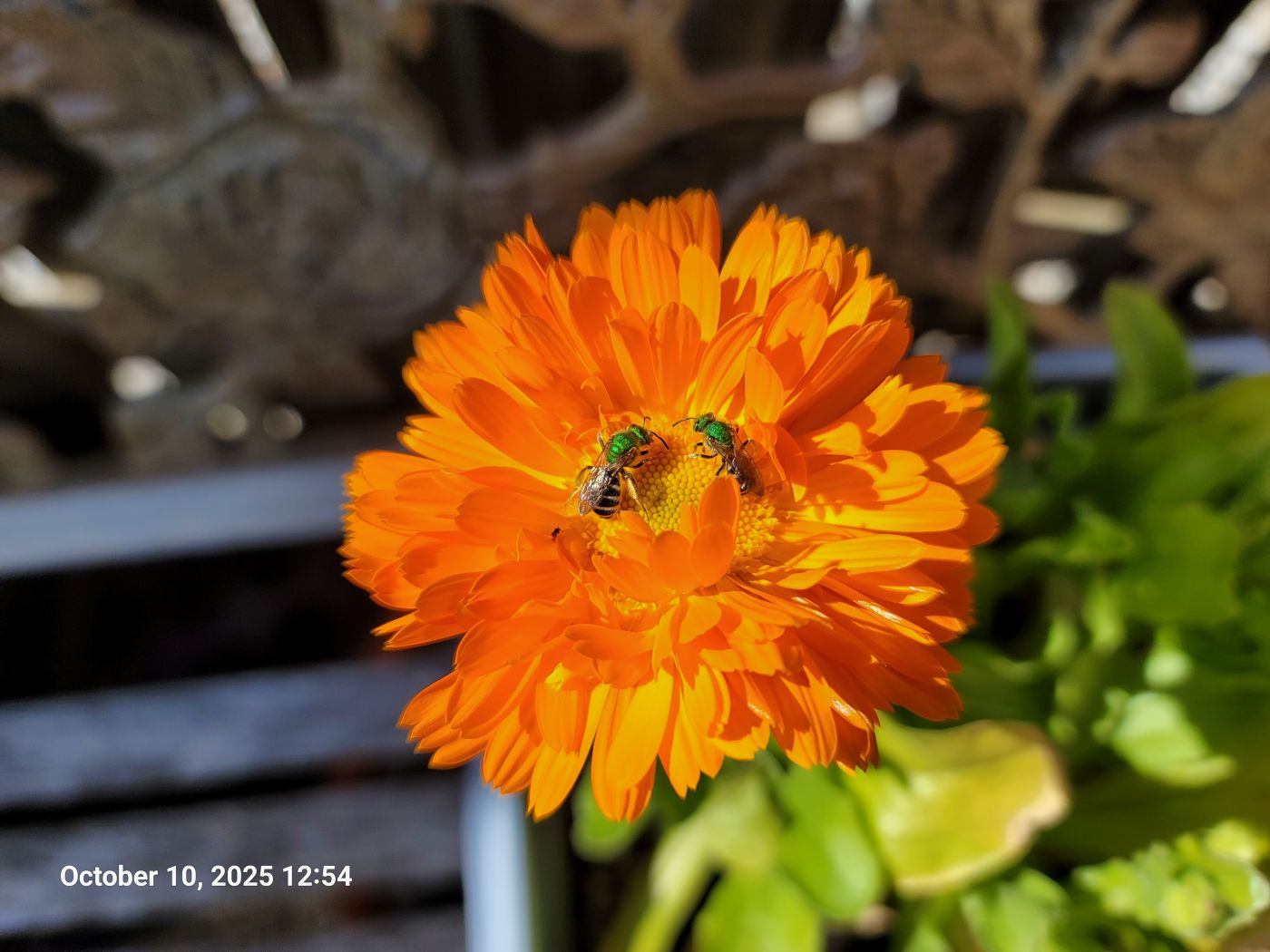 Calendula Cream (90% organic)