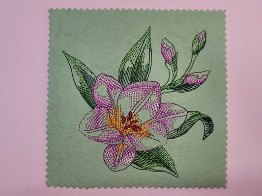 A Lily in Full Bloom